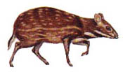 chevrotain1.jpg