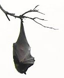 Chauve-souris