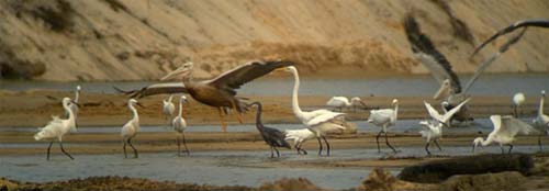 Hérons, aigrettes et pélicans au Cap Lopez