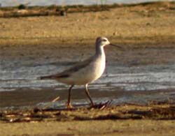 Phalarope de Wilson